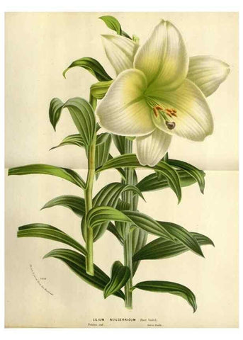 Reproducción/Reproduction 49588601062: Flore des serres et des jardins de l'Europe. A Gand :chez Louis van Houtte, eÌditeur,1845-1880.. 