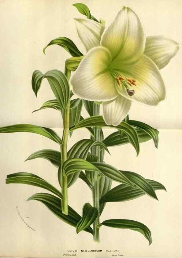 Reproducción/Reproduction 49588601062: Flore des serres et des jardins de l'Europe. A Gand :chez Louis van Houtte, eÌditeur,1845-1880.. 