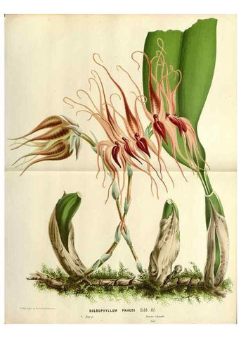 Reproducción/Reproduction 49588601457: Flore des serres et des jardins de l'Europe. A Gand :chez Louis van Houtte, eÌditeur,1845-1880.. 