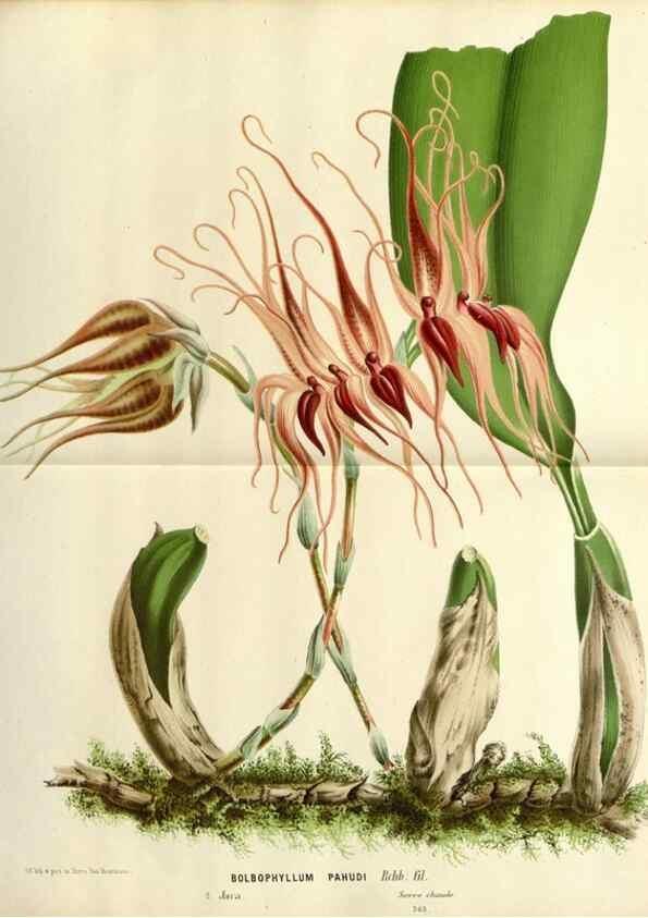 Reproducción/Reproduction 49588601457: Flore des serres et des jardins de l'Europe. A Gand :chez Louis van Houtte, eÌditeur,1845-1880.. 