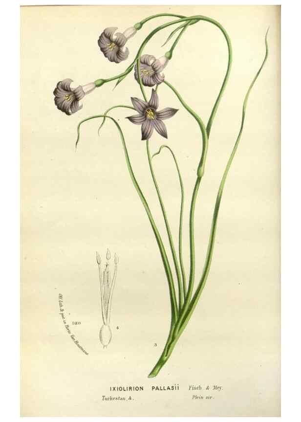 Reproducción/Reproduction 49588601692: Flore des serres et des jardins de l'Europe. A Gand :chez Louis van Houtte, eÌditeur,1845-1880.. 