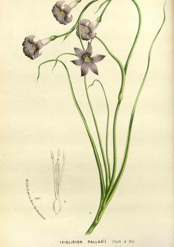 Reproducción/Reproduction 49588601692: Flore des serres et des jardins de l'Europe. A Gand :chez Louis van Houtte, eÌditeur,1845-1880.. 