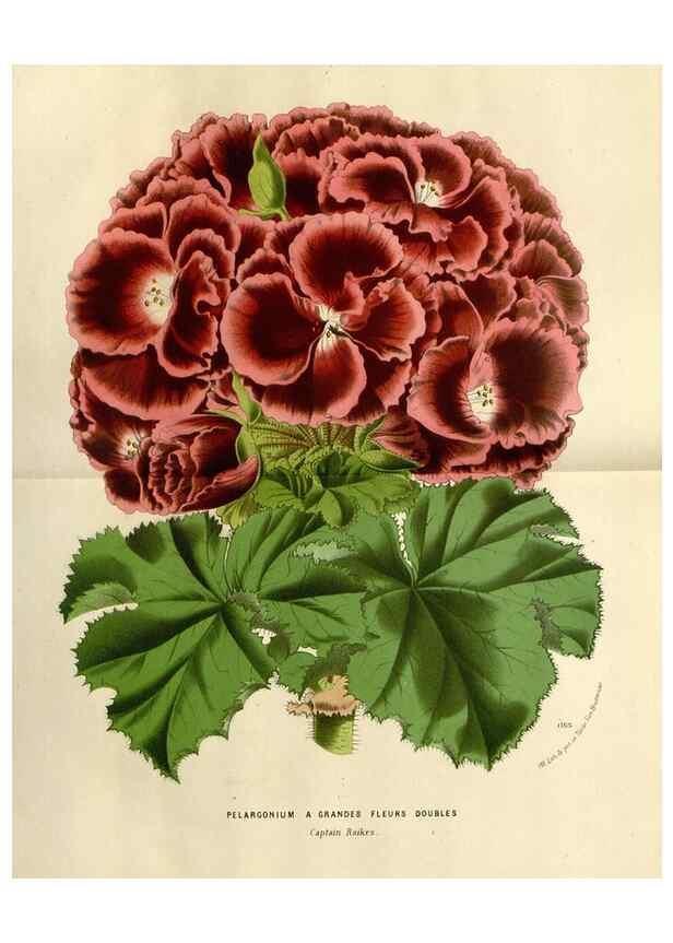 Reproducción/Reproduction 49588357186: Flore des serres et des jardins de l'Europe. A Gand :chez Louis van Houtte, eÌditeur,1845-1880.. 