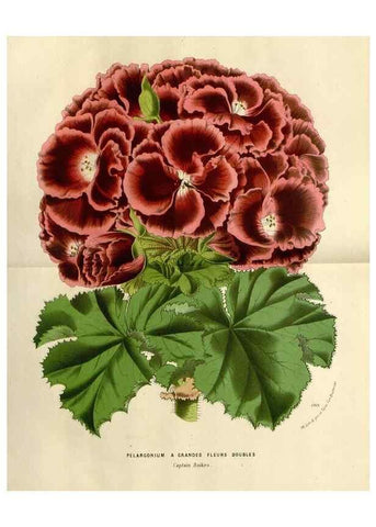 Reproducción/Reproduction 49588357186: Flore des serres et des jardins de l'Europe. A Gand :chez Louis van Houtte, eÌditeur,1845-1880.. 