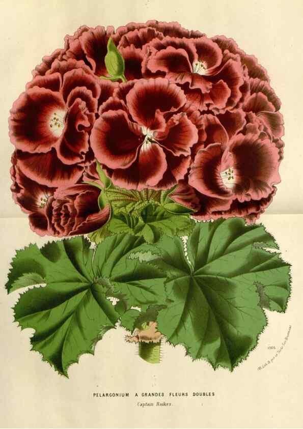 Reproducción/Reproduction 49588357186: Flore des serres et des jardins de l'Europe. A Gand :chez Louis van Houtte, eÌditeur,1845-1880.. 