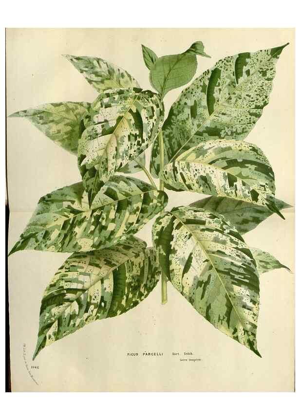Reproducción/Reproduction 49588602272: Flore des serres et des jardins de l'Europe. A Gand :chez Louis van Houtte, eÌditeur,1845-1880.. 