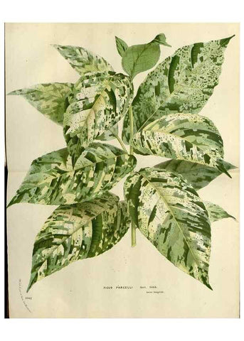 Reproducción/Reproduction 49588602272: Flore des serres et des jardins de l'Europe. A Gand :chez Louis van Houtte, eÌditeur,1845-1880.. 