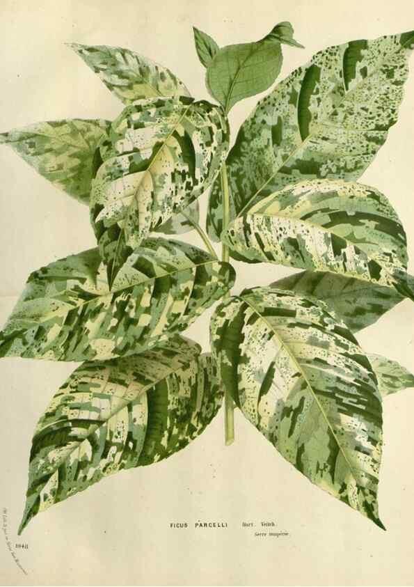 Reproducción/Reproduction 49588602272: Flore des serres et des jardins de l'Europe. A Gand :chez Louis van Houtte, eÌditeur,1845-1880.. 