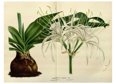 Reproducción/Reproduction 49588357896: Flore des serres et des jardins de l'Europe. A Gand :chez Louis van Houtte, eÌditeur,1845-1880.. 
