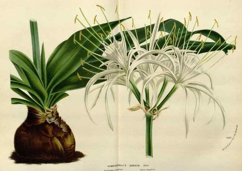 Reproducción/Reproduction 49588357896: Flore des serres et des jardins de l'Europe. A Gand :chez Louis van Houtte, eÌditeur,1845-1880.. 