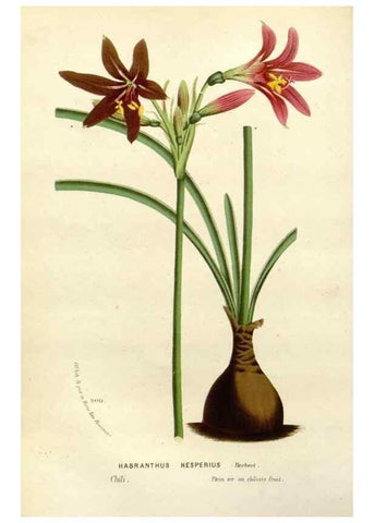 Reproducción/Reproduction 49587865743: Flore des serres et des jardins de l'Europe. A Gand :chez Louis van Houtte, eÌditeur,1845-1880.. 