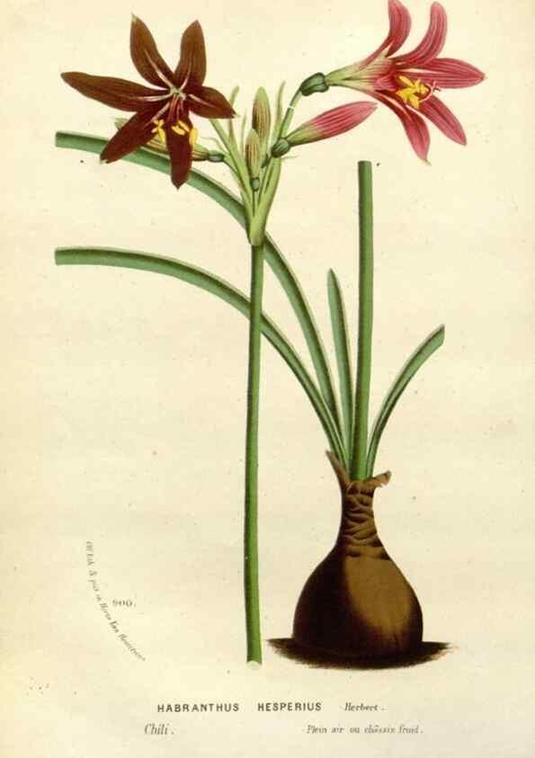 Reproducción/Reproduction 49587865743: Flore des serres et des jardins de l'Europe. A Gand :chez Louis van Houtte, eÌditeur,1845-1880.. 