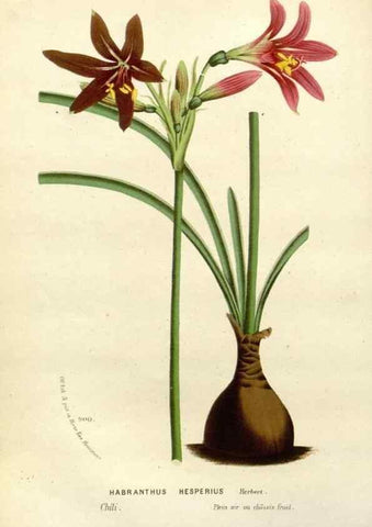 Reproducción/Reproduction 49587865743: Flore des serres et des jardins de l'Europe. A Gand :chez Louis van Houtte, eÌditeur,1845-1880.. 