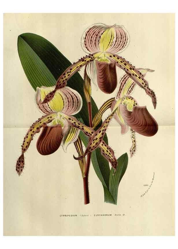 Reproducción/Reproduction 49588603177: Flore des serres et des jardins de l'Europe. A Gand :chez Louis van Houtte, eÌditeur,1845-1880.. 