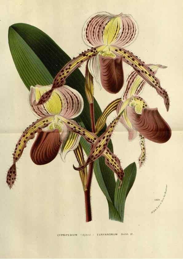 Reproducción/Reproduction 49588603177: Flore des serres et des jardins de l'Europe. A Gand :chez Louis van Houtte, eÌditeur,1845-1880.. 