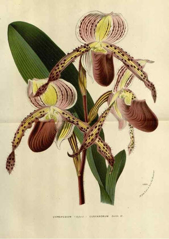 Reproducción/Reproduction 49588603177: Flore des serres et des jardins de l'Europe. A Gand :chez Louis van Houtte, eÌditeur,1845-1880.. 