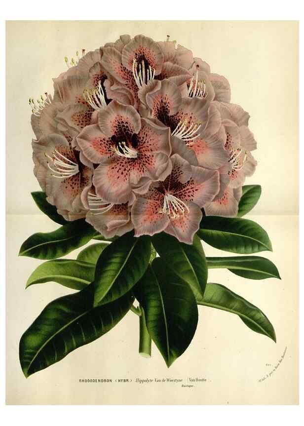 Reproducción/Reproduction 49588603407: Flore des serres et des jardins de l'Europe. A Gand :chez Louis van Houtte, eÌditeur,1845-1880.. 