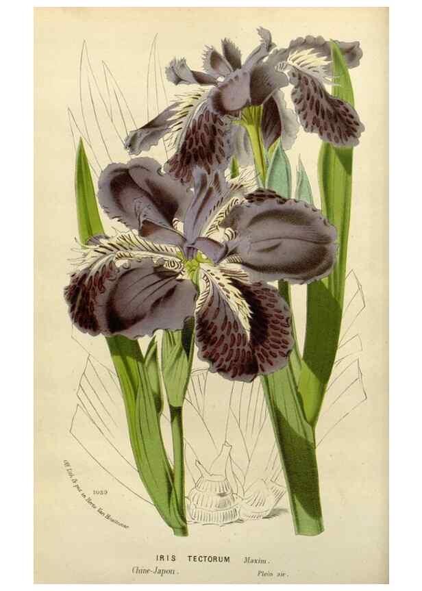 Reproducción/Reproduction 49588603712: Flore des serres et des jardins de l'Europe. A Gand :chez Louis van Houtte, eÌditeur,1845-1880.. 
