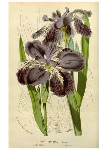 Reproducción/Reproduction 49588603712: Flore des serres et des jardins de l'Europe. A Gand :chez Louis van Houtte, eÌditeur,1845-1880.. 