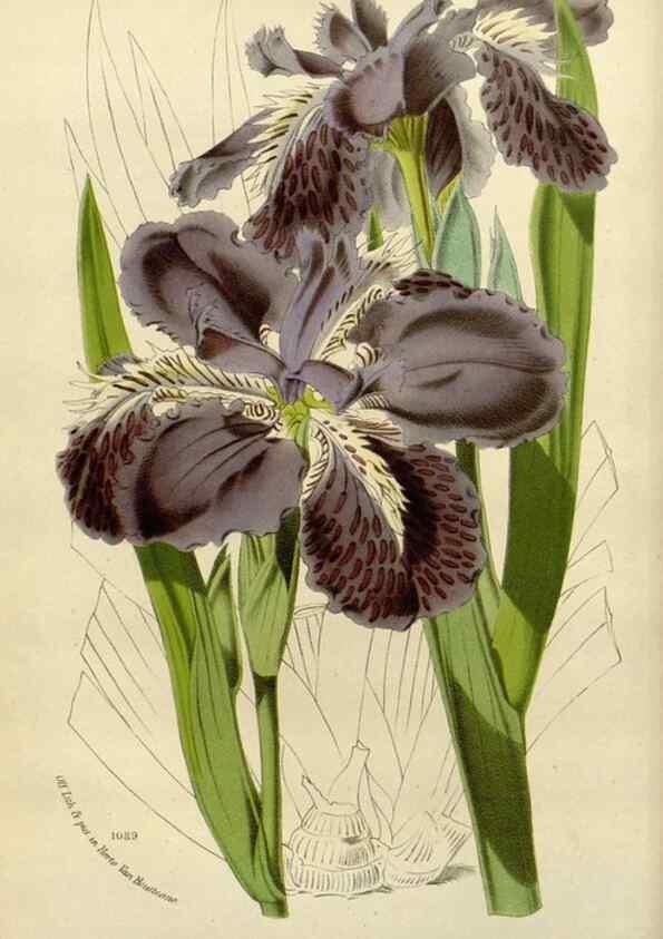 Reproducción/Reproduction 49588603712: Flore des serres et des jardins de l'Europe. A Gand :chez Louis van Houtte, eÌditeur,1845-1880.. 