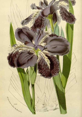 Reproducción/Reproduction 49588603712: Flore des serres et des jardins de l'Europe. A Gand :chez Louis van Houtte, eÌditeur,1845-1880.. 