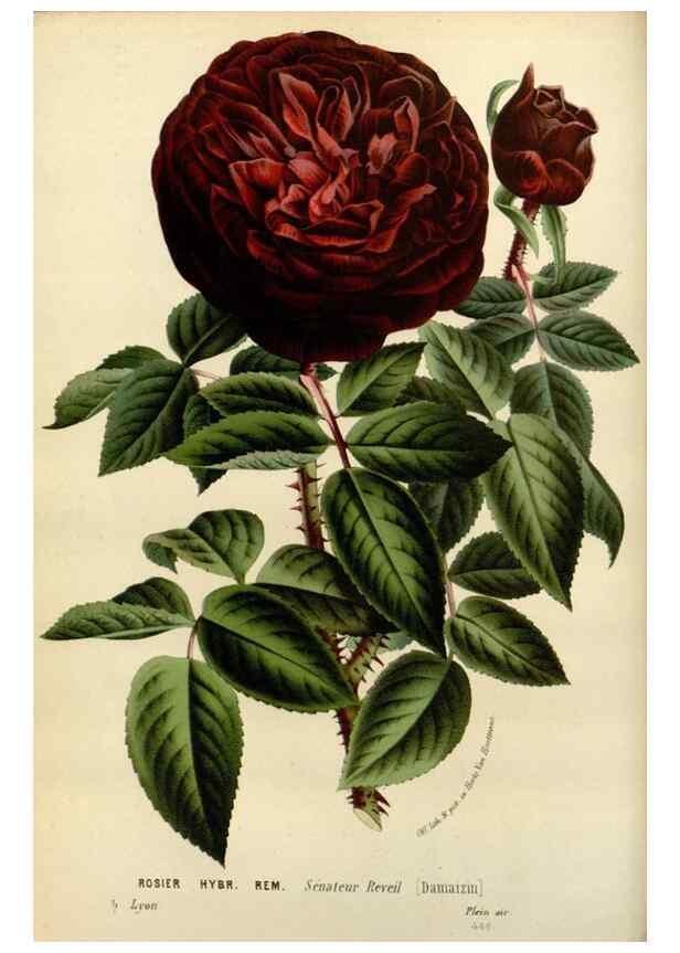 Reproducción/Reproduction 49587866888: Flore des serres et des jardins de l'Europe. A Gand :chez Louis van Houtte, eÌditeur,1845-1880.. 