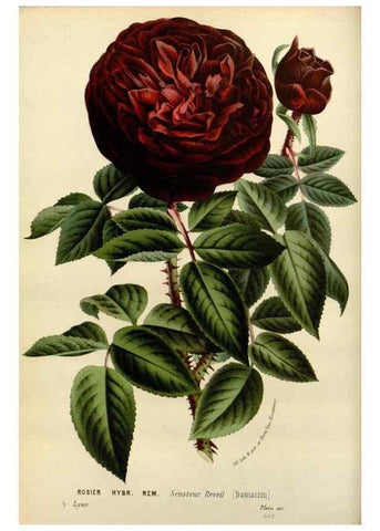 Reproducción/Reproduction 49587866888: Flore des serres et des jardins de l'Europe. A Gand :chez Louis van Houtte, eÌditeur,1845-1880.. 