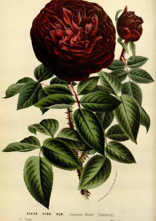 Reproducción/Reproduction 49587866888: Flore des serres et des jardins de l'Europe. A Gand :chez Louis van Houtte, eÌditeur,1845-1880.. 