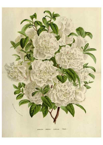 Reproducción/Reproduction 49588604167: Flore des serres et des jardins de l'Europe. A Gand :chez Louis van Houtte, eÌditeur,1845-1880.. 