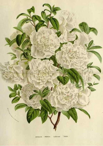Reproducción/Reproduction 49588604167: Flore des serres et des jardins de l'Europe. A Gand :chez Louis van Houtte, eÌditeur,1845-1880.. 