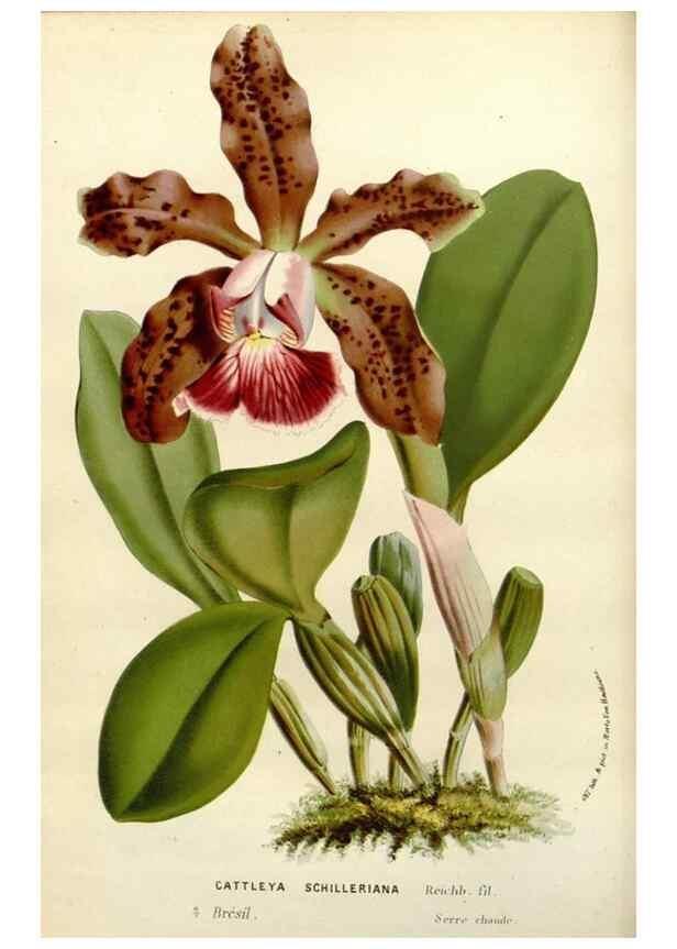 Reproducción/Reproduction 49587867353: Flore des serres et des jardins de l'Europe. A Gand :chez Louis van Houtte, eÌditeur,1845-1880.. 