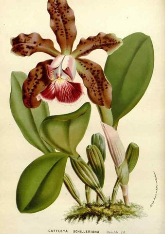 Reproducción/Reproduction 49587867353: Flore des serres et des jardins de l'Europe. A Gand :chez Louis van Houtte, eÌditeur,1845-1880.. 