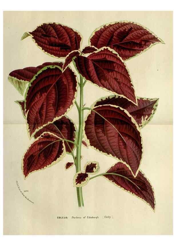 Reproducción/Reproduction 49588604817: Flore des serres et des jardins de l'Europe. A Gand :chez Louis van Houtte, eÌditeur,1845-1880.. 