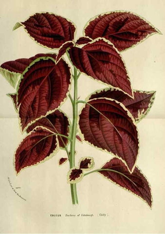 Reproducción/Reproduction 49588604817: Flore des serres et des jardins de l'Europe. A Gand :chez Louis van Houtte, eÌditeur,1845-1880.. 