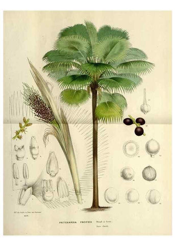 Reproducción/Reproduction 49588355201: Flore des serres et des jardins de l'Europe. A Gand :chez Louis van Houtte, eÌditeur,1845-1880.. 