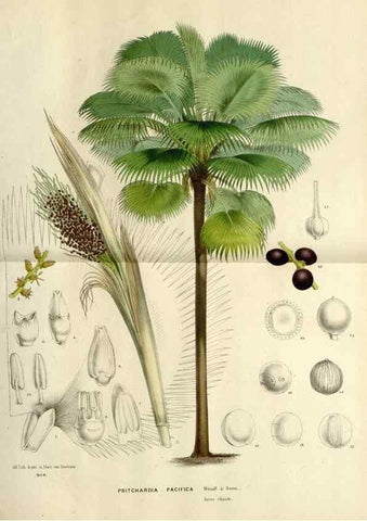 Reproducción/Reproduction 49588355201: Flore des serres et des jardins de l'Europe. A Gand :chez Louis van Houtte, eÌditeur,1845-1880.. 