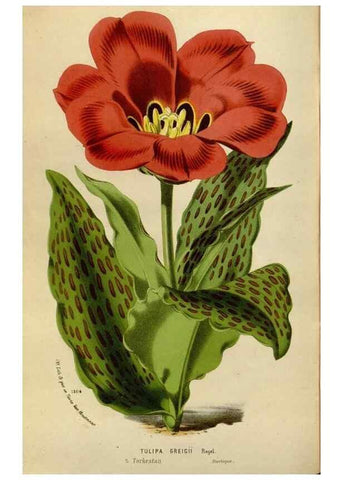Reproducción/Reproduction 49588282591: Flore des serres et des jardins de l'Europe. A Gand :chez Louis van Houtte, eÌditeur,1845-1880.. 
