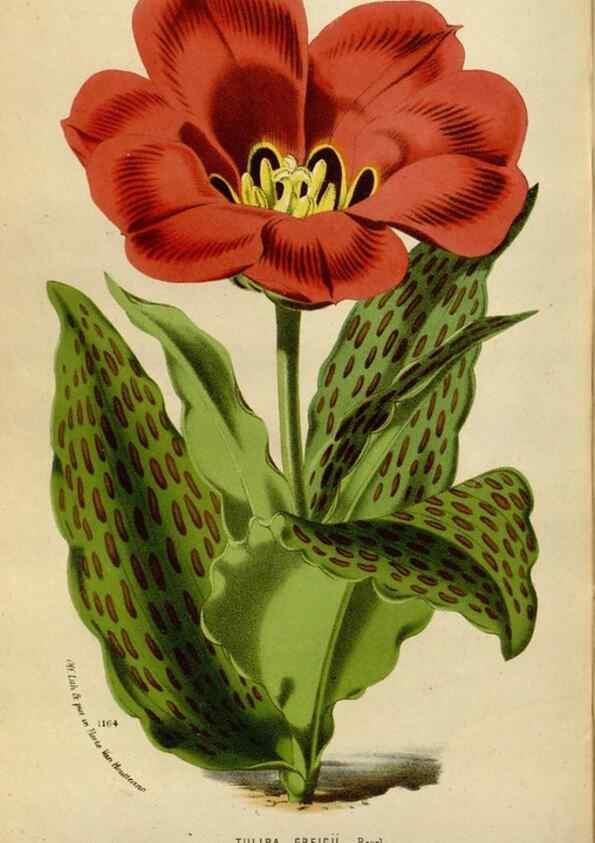 Reproducción/Reproduction 49588282591: Flore des serres et des jardins de l'Europe. A Gand :chez Louis van Houtte, eÌditeur,1845-1880.. 