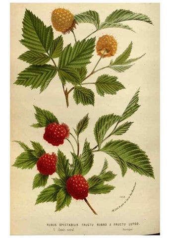 Reproducción/Reproduction 49588526482: Flore des serres et des jardins de l'Europe. A Gand :chez Louis van Houtte, eÌditeur,1845-1880.. 