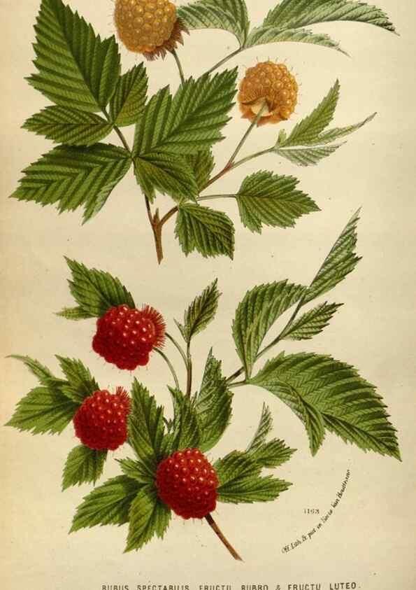 Reproducción/Reproduction 49588526482: Flore des serres et des jardins de l'Europe. A Gand :chez Louis van Houtte, eÌditeur,1845-1880.. 