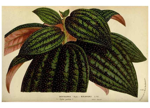 Reproducción/Reproduction 49588277111: Flore des serres et des jardins de l'Europe. A Gand :chez Louis van Houtte, eÌditeur,1845-1880.. 