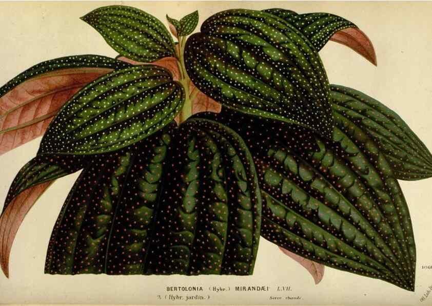 Reproducción/Reproduction 49588277111: Flore des serres et des jardins de l'Europe. A Gand :chez Louis van Houtte, eÌditeur,1845-1880.. 