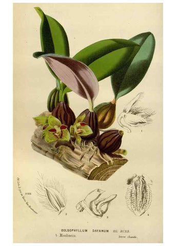 Reproducción/Reproduction 49588277501: Flore des serres et des jardins de l'Europe. A Gand :chez Louis van Houtte, eÌditeur,1845-1880.. 