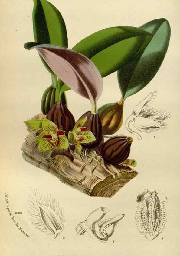 Reproducción/Reproduction 49588277501: Flore des serres et des jardins de l'Europe. A Gand :chez Louis van Houtte, eÌditeur,1845-1880.. 