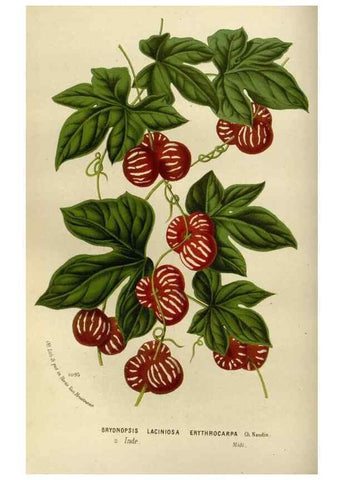 Reproducción/Reproduction 49588521772: Flore des serres et des jardins de l'Europe. A Gand :chez Louis van Houtte, eÌditeur,1845-1880.. 