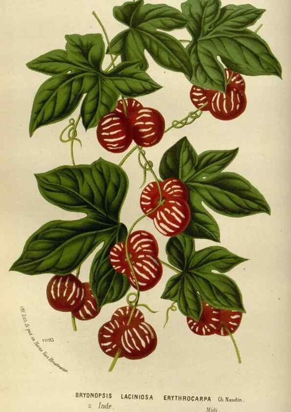 Reproducción/Reproduction 49588521772: Flore des serres et des jardins de l'Europe. A Gand :chez Louis van Houtte, eÌditeur,1845-1880.. 