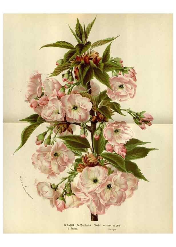 Reproducción/Reproduction 49588278291: Flore des serres et des jardins de l'Europe. A Gand :chez Louis van Houtte, eÌditeur,1845-1880.. 