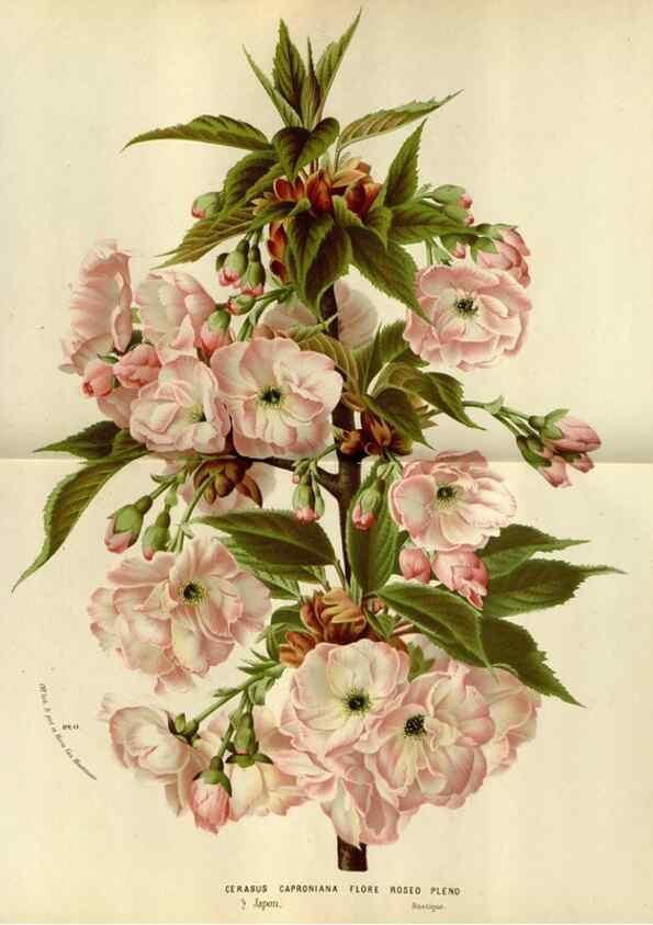 Reproducción/Reproduction 49588278291: Flore des serres et des jardins de l'Europe. A Gand :chez Louis van Houtte, eÌditeur,1845-1880.. 