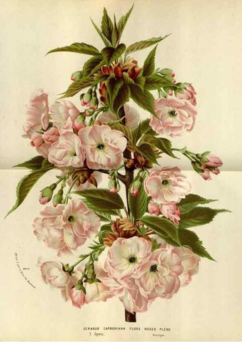 Reproducción/Reproduction 49588278291: Flore des serres et des jardins de l'Europe. A Gand :chez Louis van Houtte, eÌditeur,1845-1880.. 