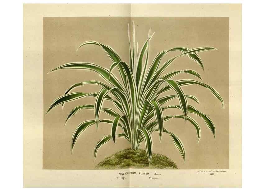 Reproducción/Reproduction 49588522382: Flore des serres et des jardins de l'Europe. A Gand :chez Louis van Houtte, eÌditeur,1845-1880.. 